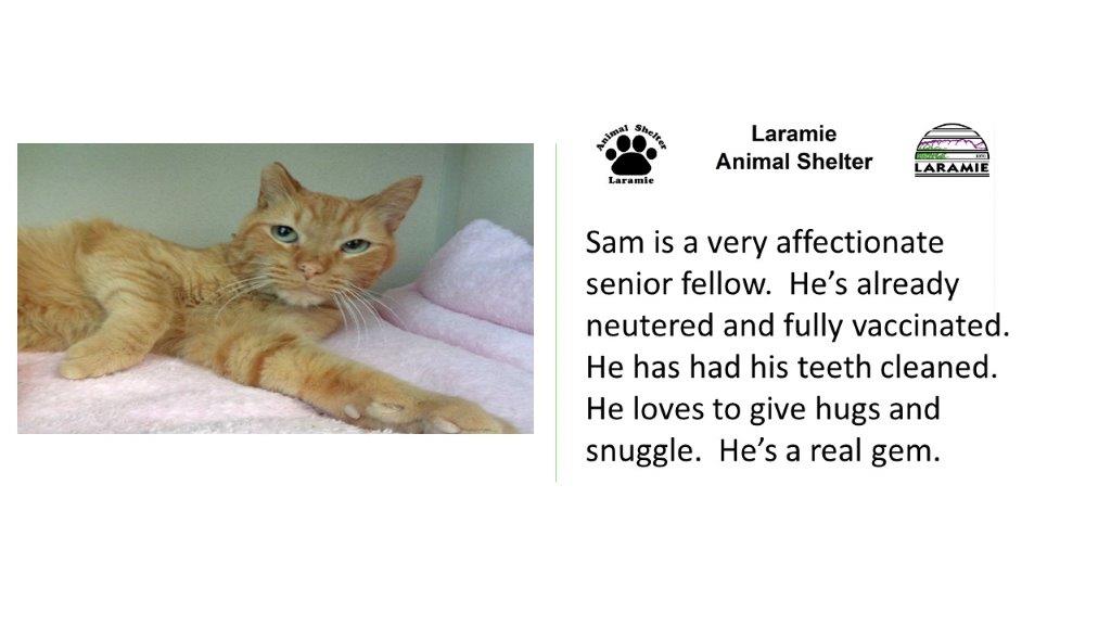 Sam is a very affectionate senior fellow.  He’s already neutered and fully vaccinated.  He has had his teeth cleaned.  He loves to give hugs and snuggle.  He’s a real gem.